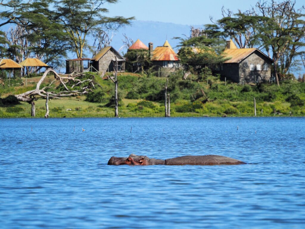 Virtahepo järvessä. Taustalla Kenialaisia taloja.